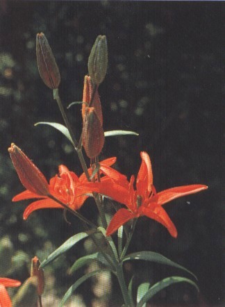 Lilium concolor